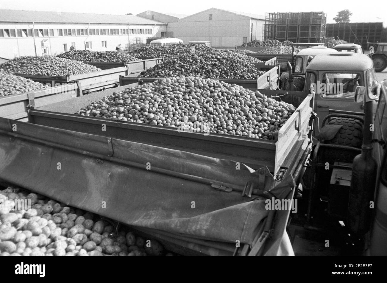 01 October 1985, Saxony, Eilenburg: Potatoes are delivered to the Eilenburg potato warehouse after harvesting in the mid-1980s. Exact date of recording not known. Photo: Volkmar Heinz/dpa-Zentralbild/ZB Stock Photo