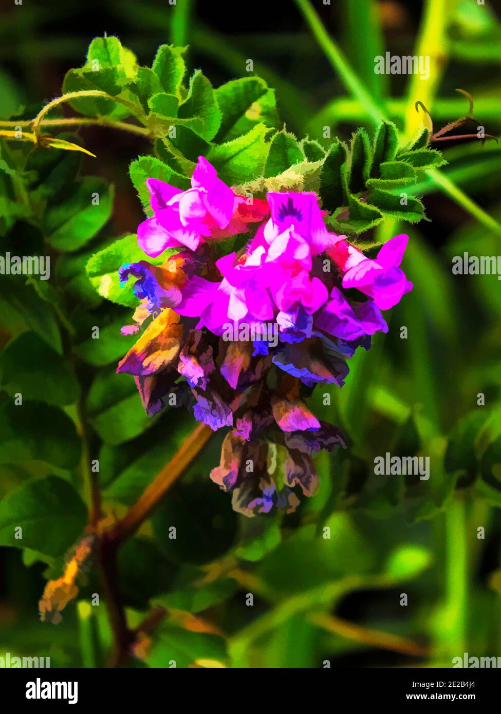 Illustration of purple flowers of a wild plant Stock Photo - Alamy