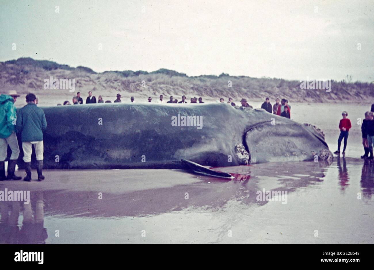 A Whale washed up on the beach in South Africa, circa 1960 Stock Photo