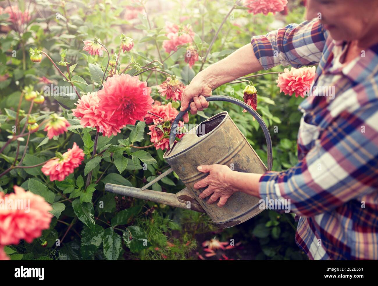 Elderly person watering flowers hi-res stock photography and images - Alamy