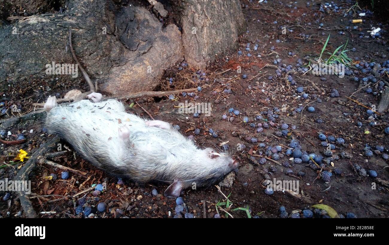 Dead rat near a tree at a park Stock Photo