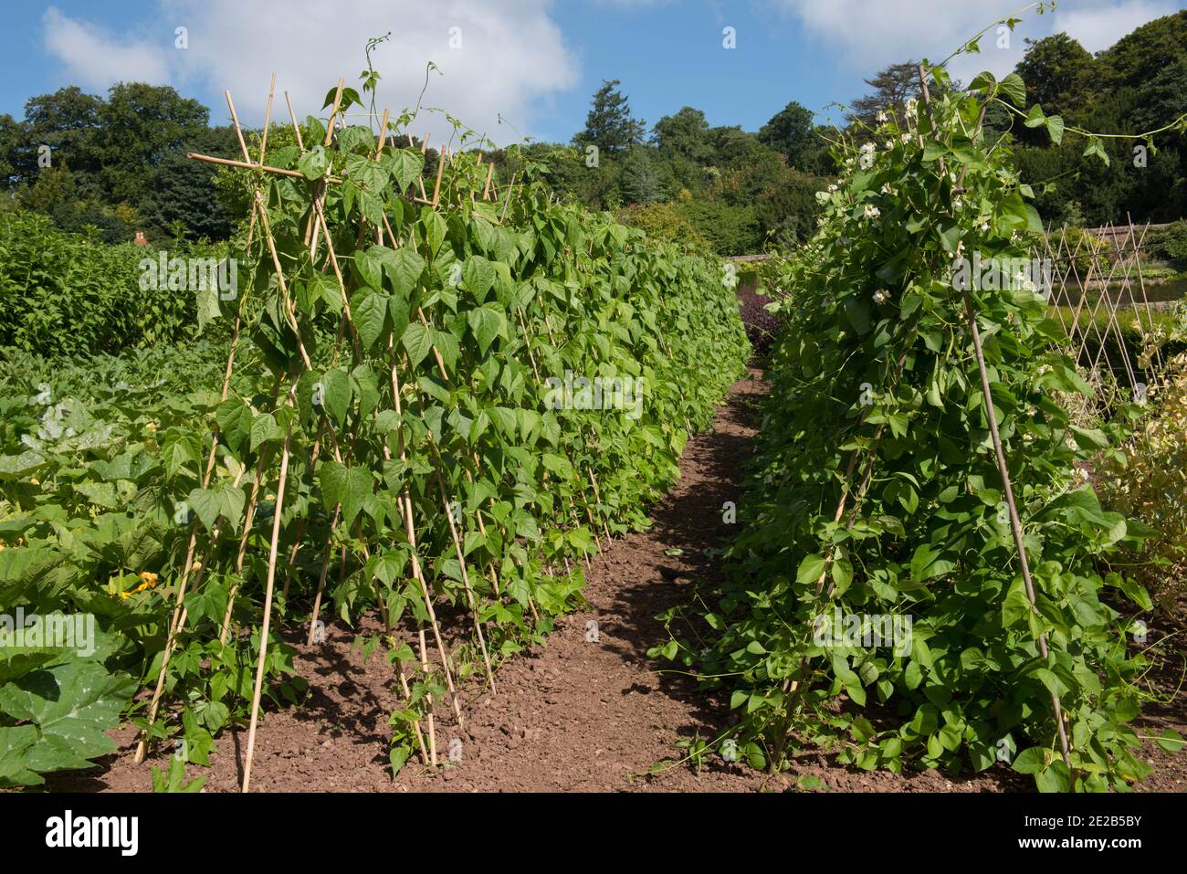 Home Grown Organic Heritage Climbing Green French Beans (Phaseolus vulgaris) Trailing over a Bamboo Cane Wigwam on an Allotment in a Vegetable Garden Stock Photo