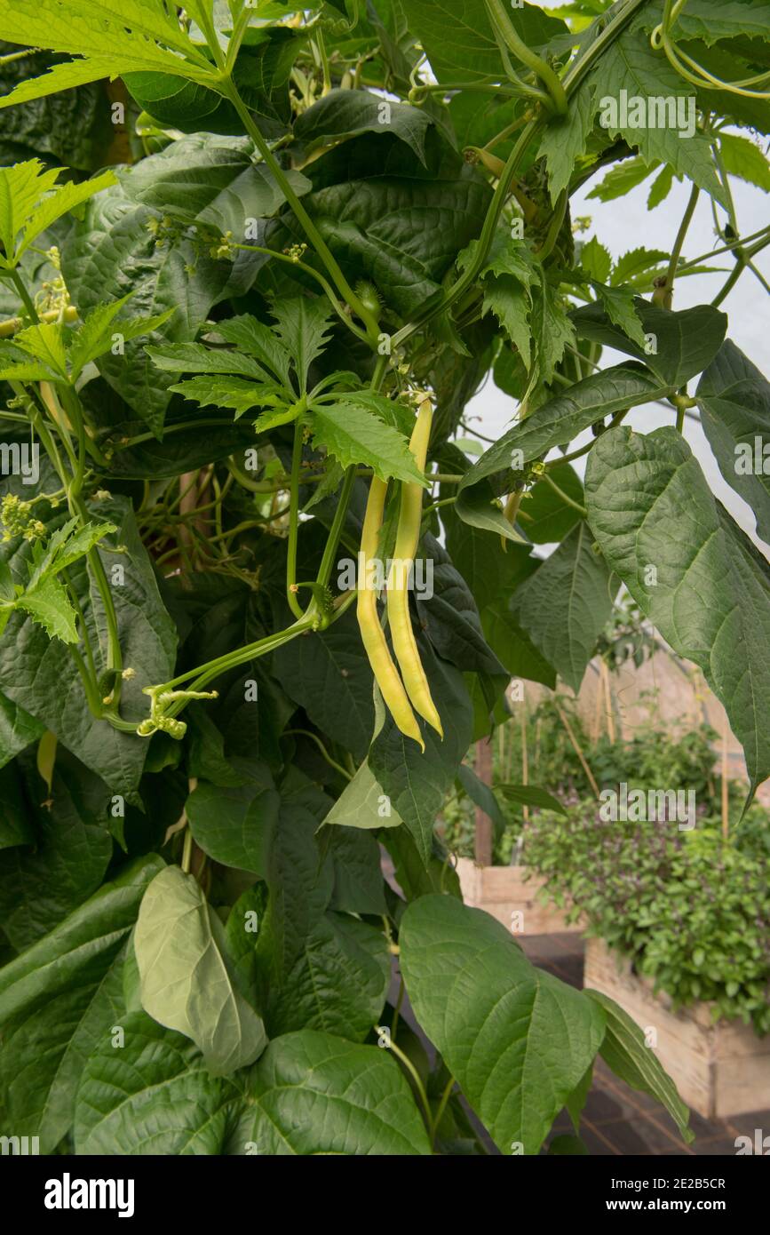 French climbing bean neckargold hires stock photography and images Alamy