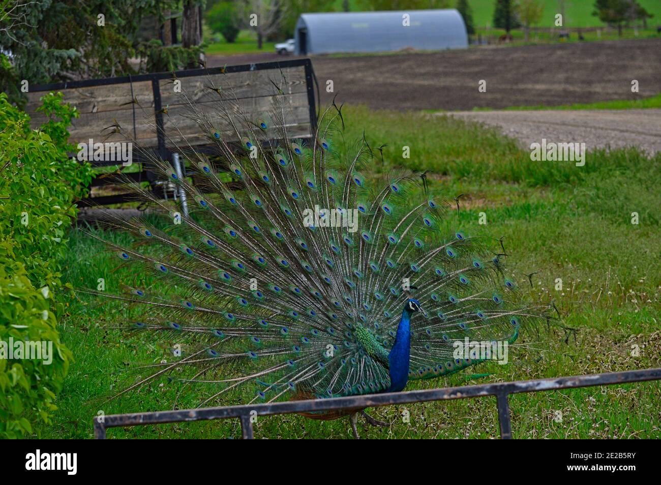Beautiful peacock in a green garden Stock Photo - Alamy