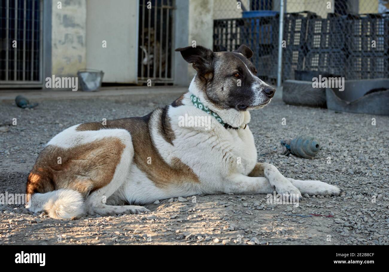 Selective focus shot of a cute dog lying on the ground in a dog shelter ...