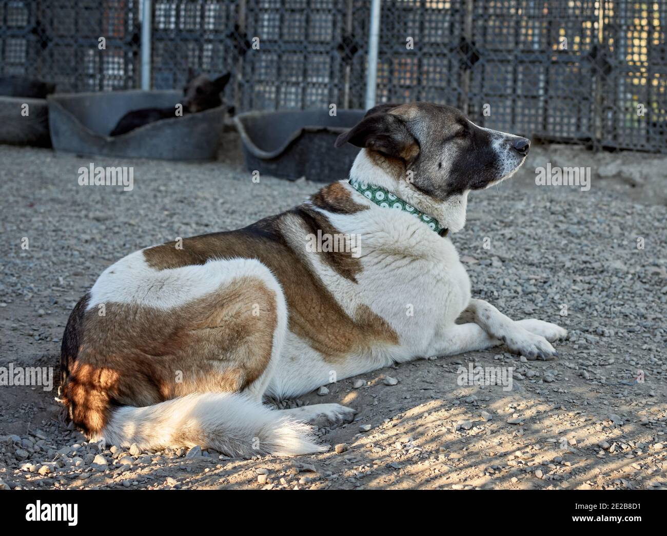 Selective focus shot of a cute dog lying on the ground in a dog shelter ...