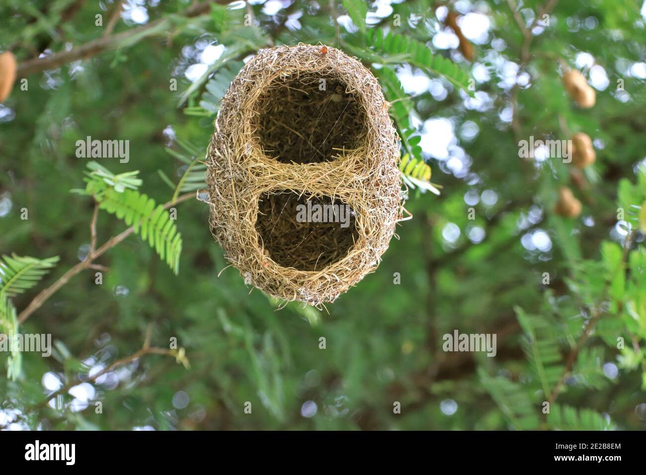 Look up to see a sparrow nest, common name: the abandoned Golden Weaver. Stock Photo