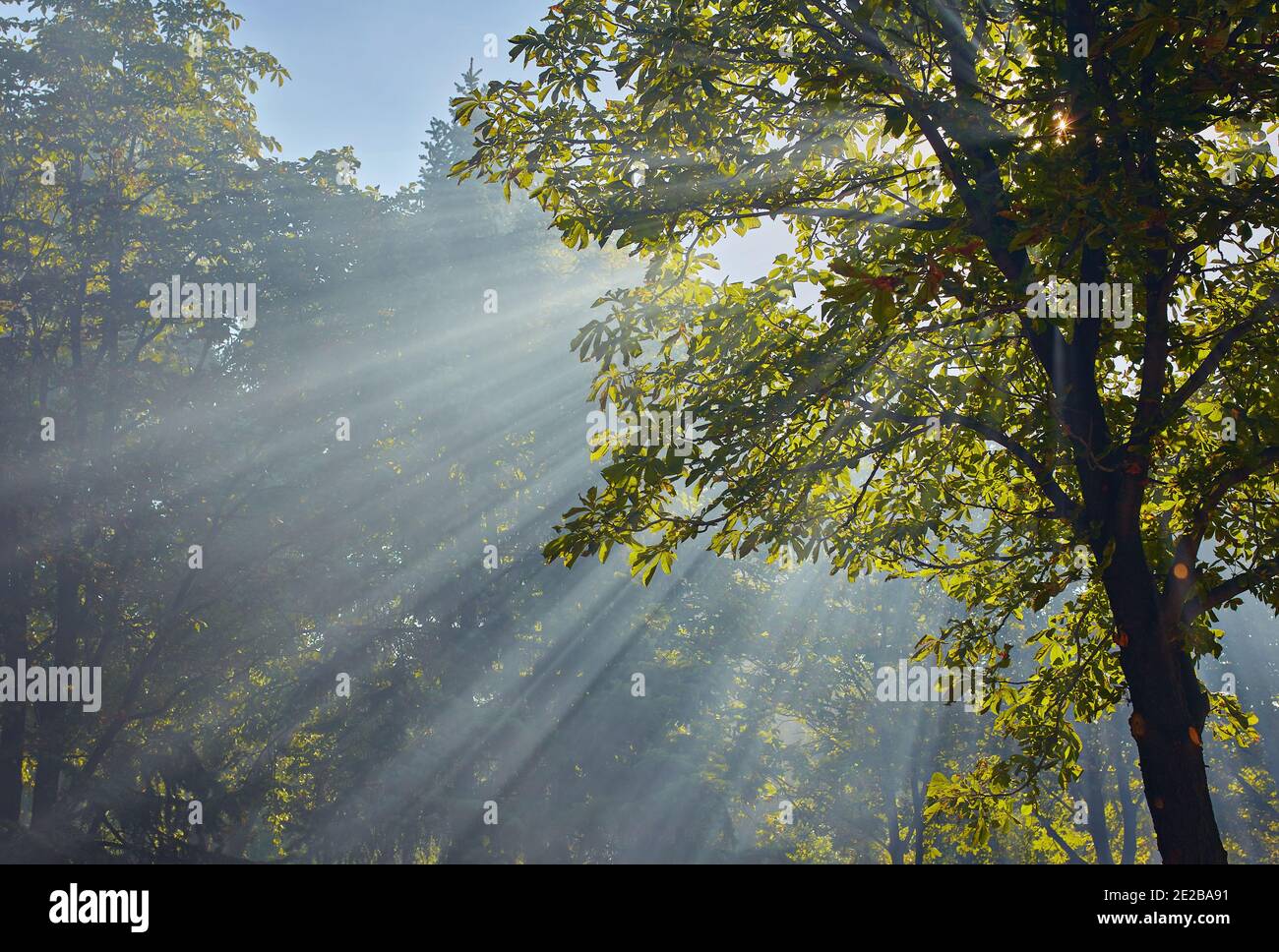 Rays sun through bush branch hi-res stock photography and images - Alamy