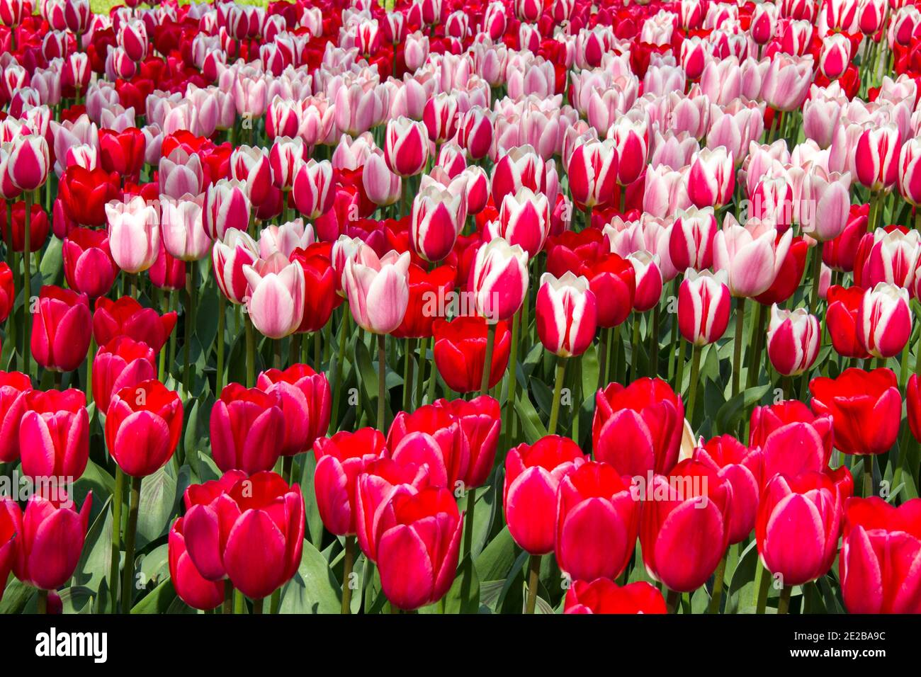 Floral display of pink tulips at Keukenhof gardens near Lisse Holland The Netherlands EU Europe Stock Photo