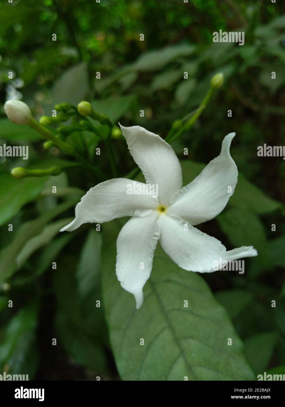 Vertical shot of a beautiful white flower jasmine Tabernaemontana on the blurred background Stock Photo