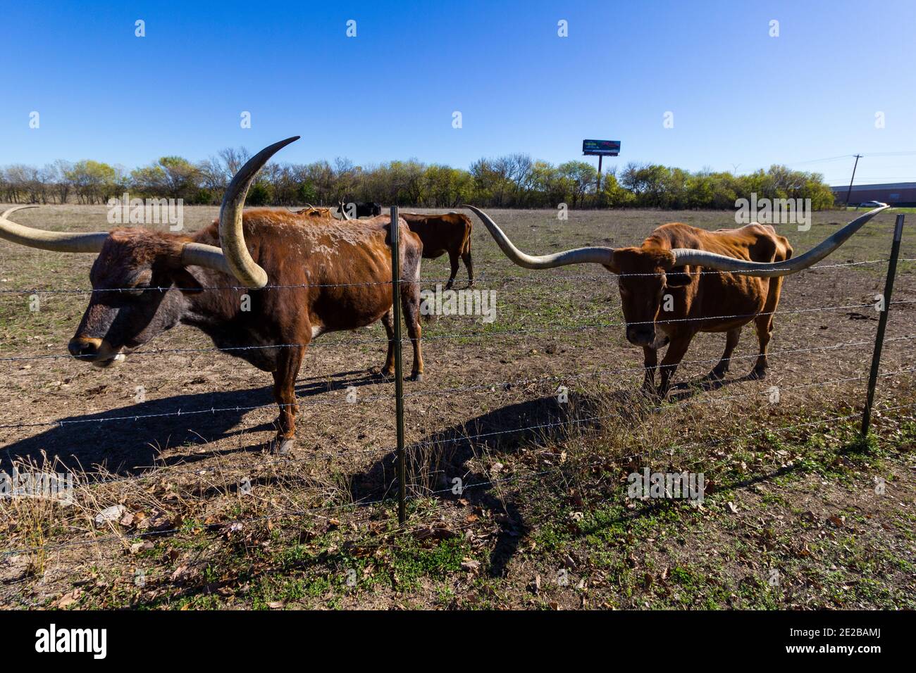 Brown Longhorn cattle in Austin, Texas Stock Photo