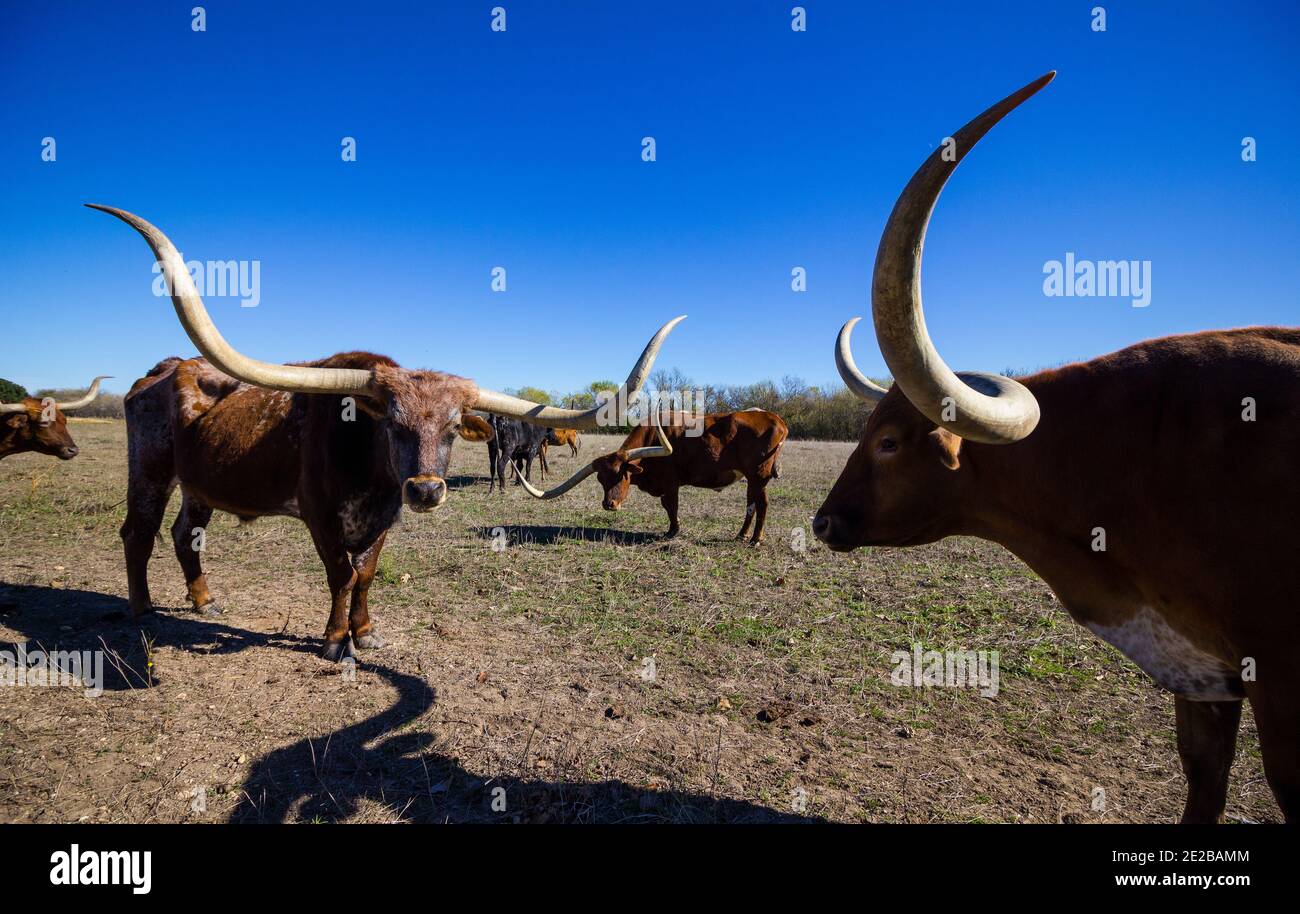 Brown Longhorn cattle in Austin, Texas Stock Photo