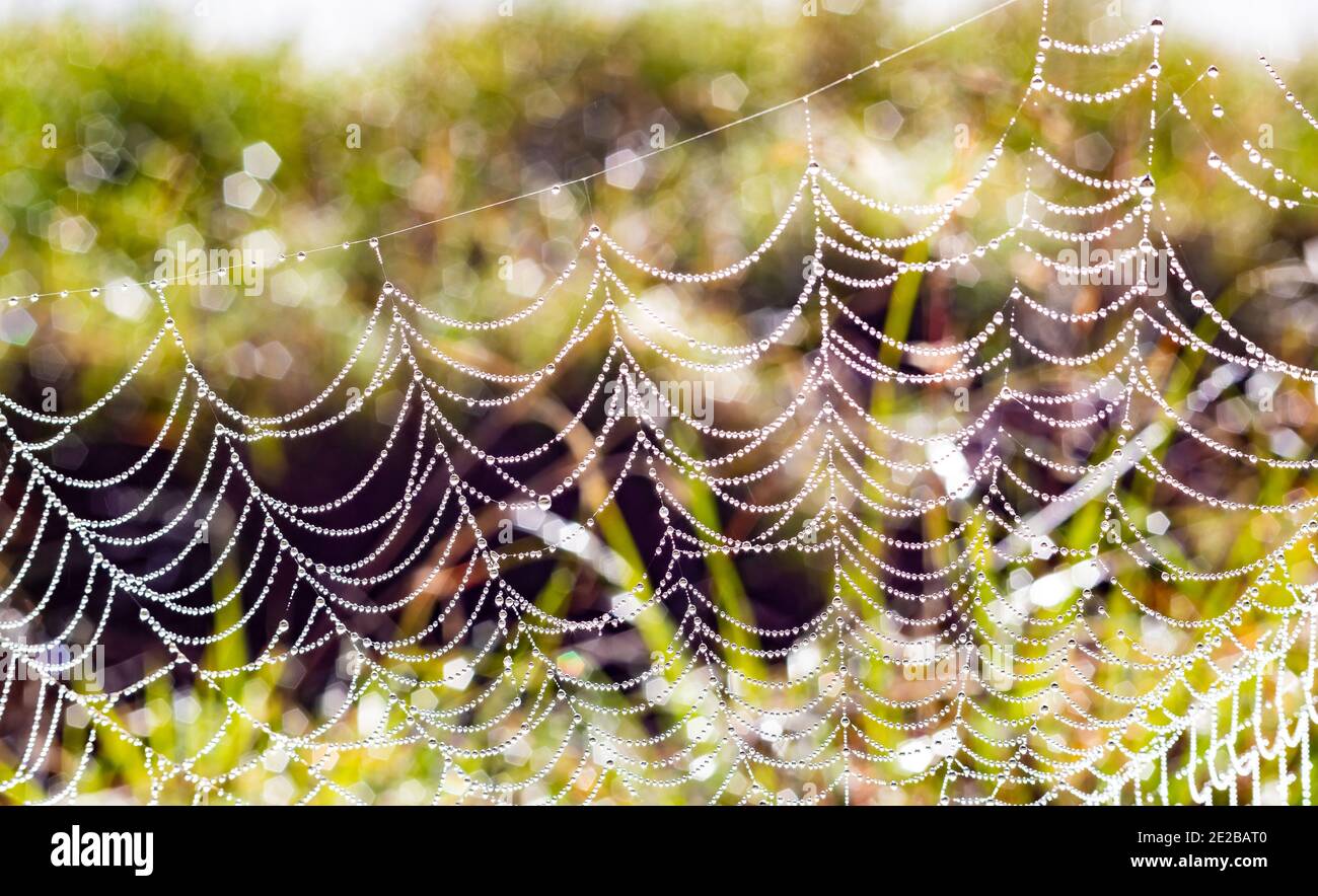 Selective focus shot of a dewy spider's net in a fie Stock Photo