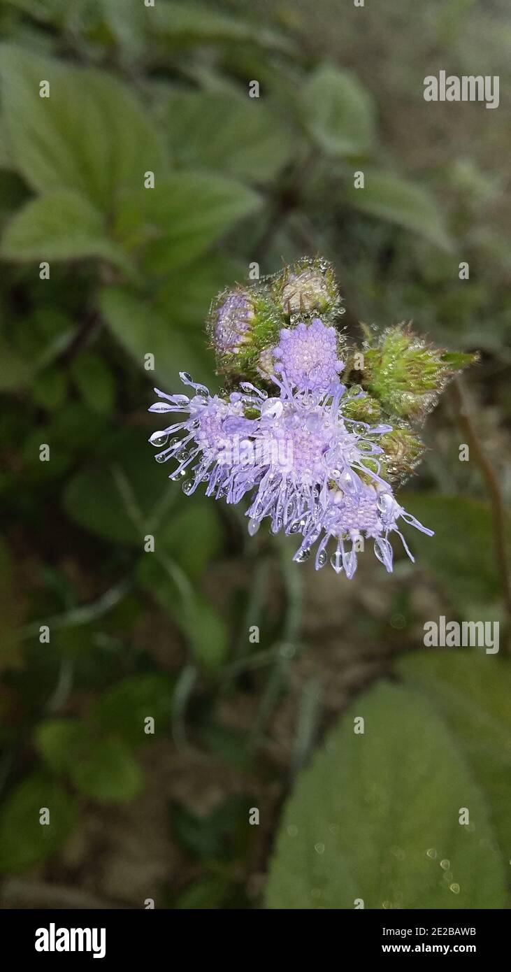 Vertical shot of blooming ageratum conyzoides covered in raindrops in a field Stock Photo
