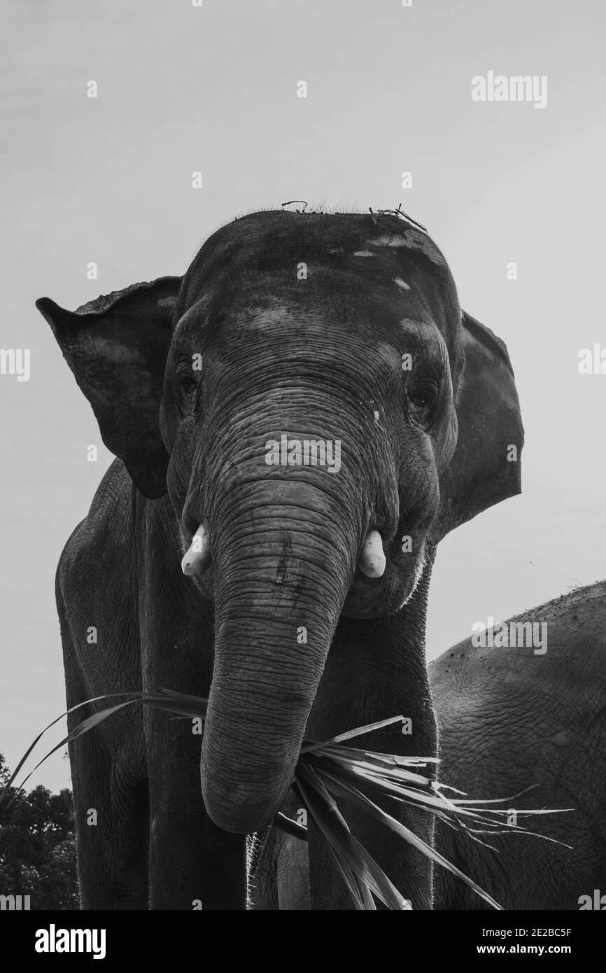 South east asia wildlife hi-res stock photography and images - Alamy