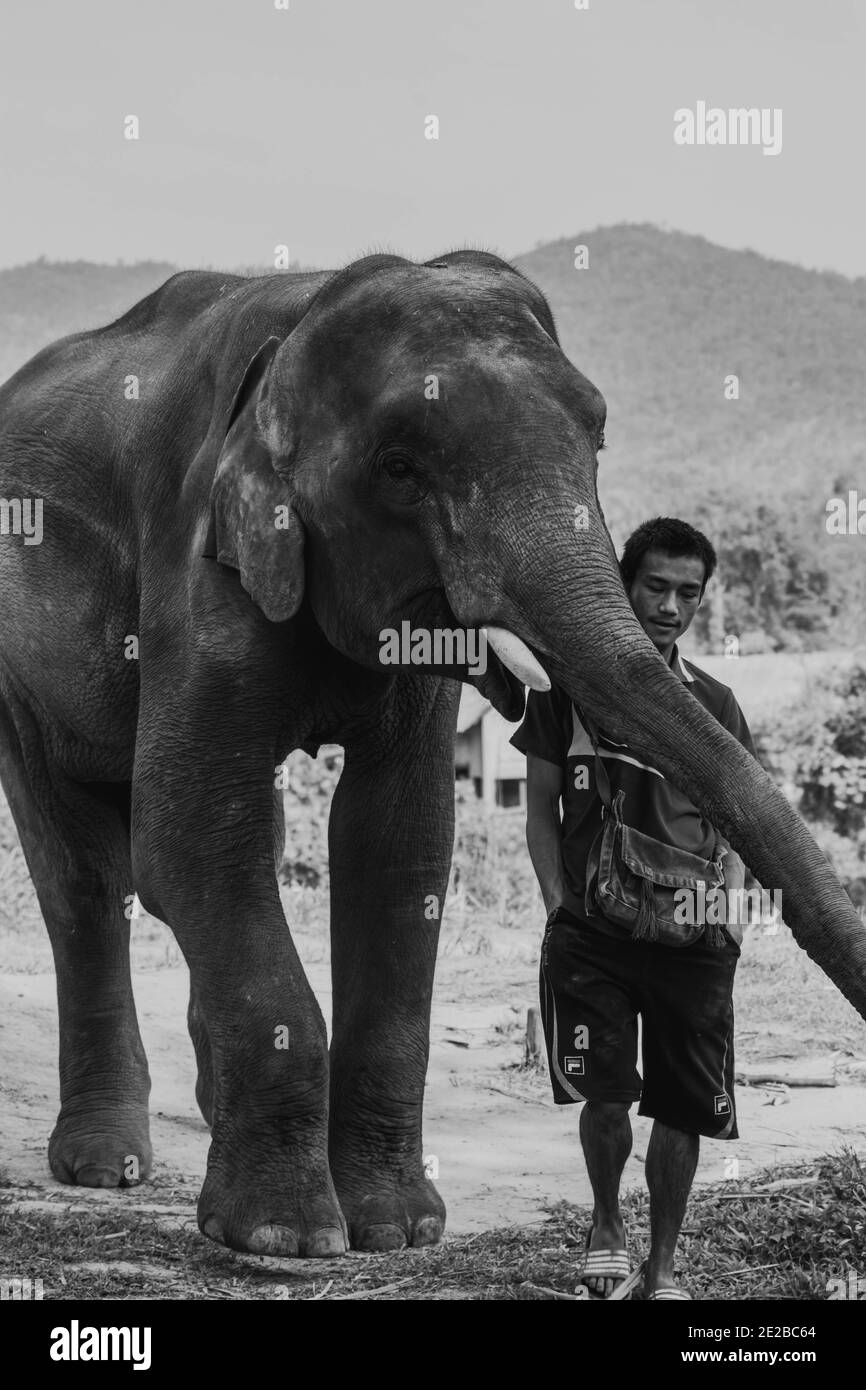 South east asia wildlife hi-res stock photography and images - Alamy