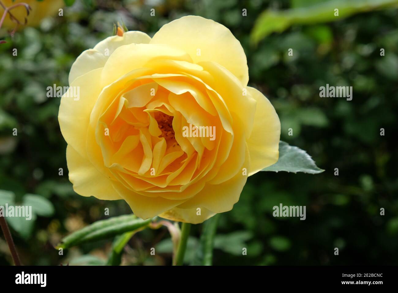 Rosa 'Graham Thomas' yellow rose in flower during the summer months Stock Photo