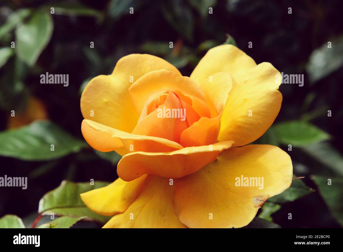 Rose golden beauty hi-res stock photography and images - Alamy