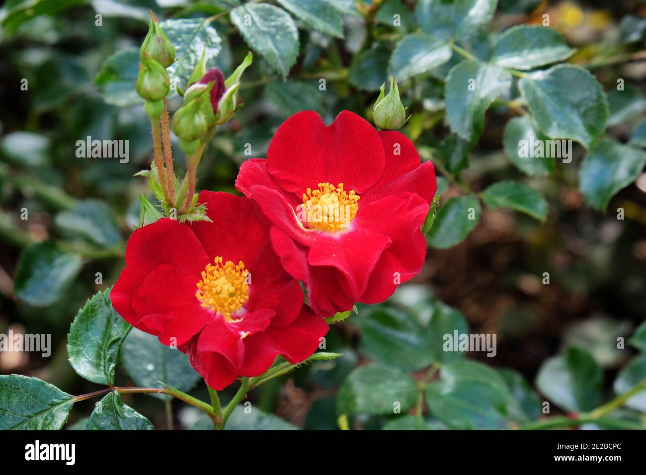 Rose flower carpet red velvet hires stock photography and images Alamy