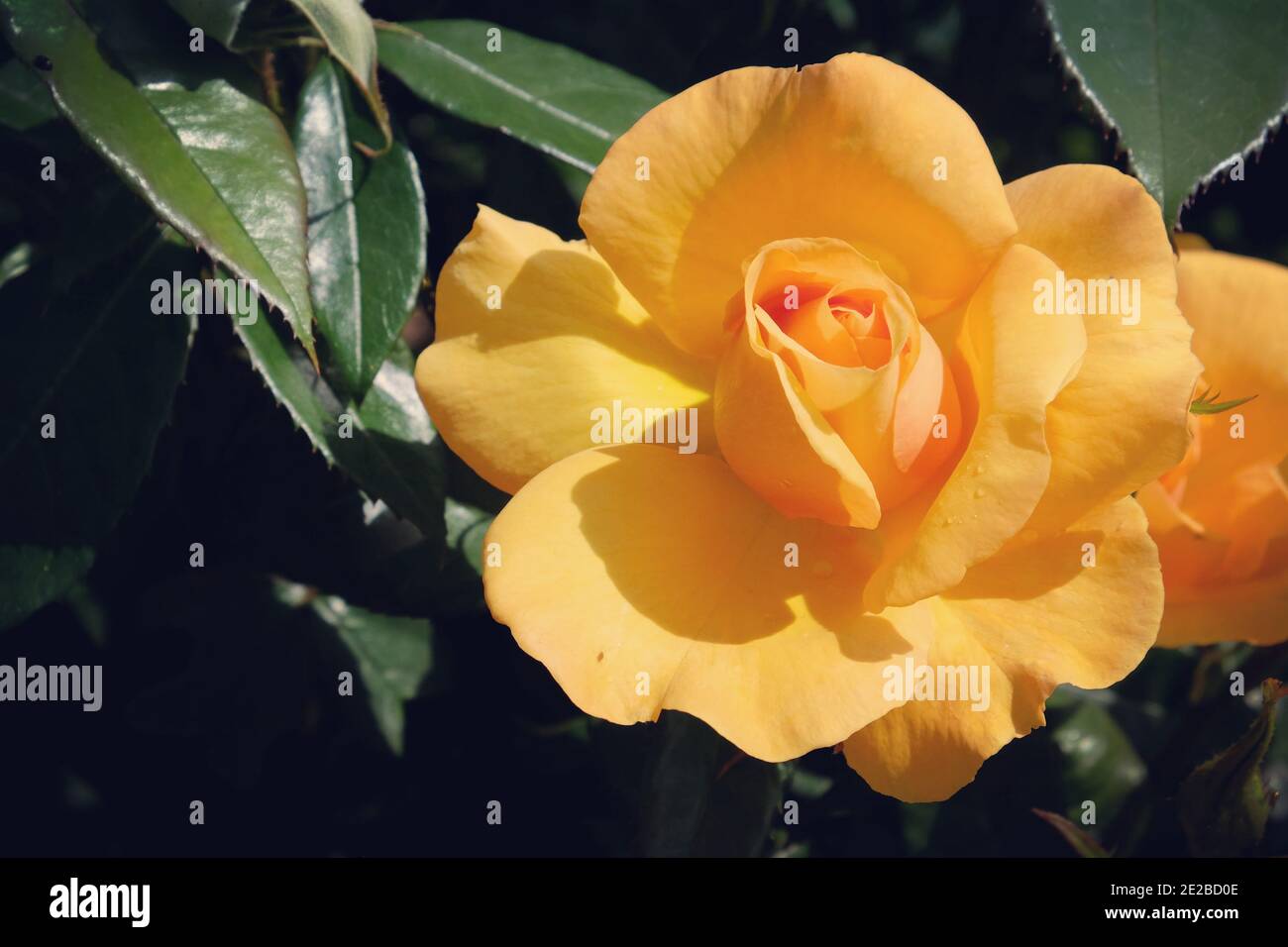 Rosa korberbeni hi-res stock photography and images - Alamy