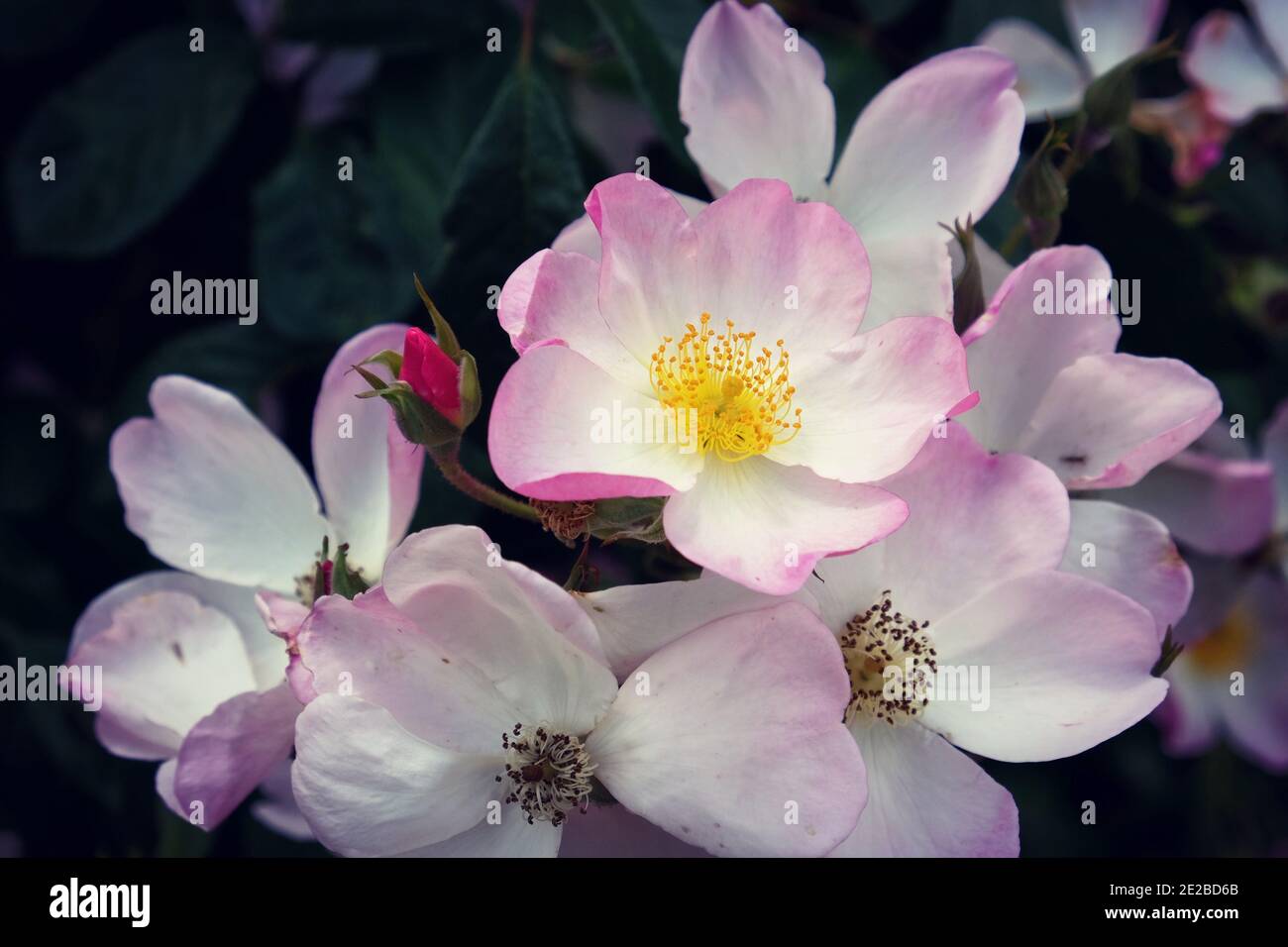 Rosa 'Lyda Rose' pale pink rose in flower during the summer months ...