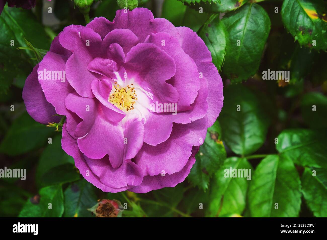Rhapsody In Blue Rose High Resolution Stock Photography and Images - Alamy