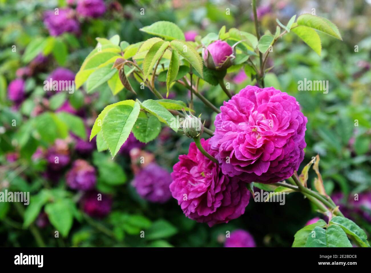 Rosa ‘Reine des Violettes’  purple  rose in flower during the summer months Stock Photo