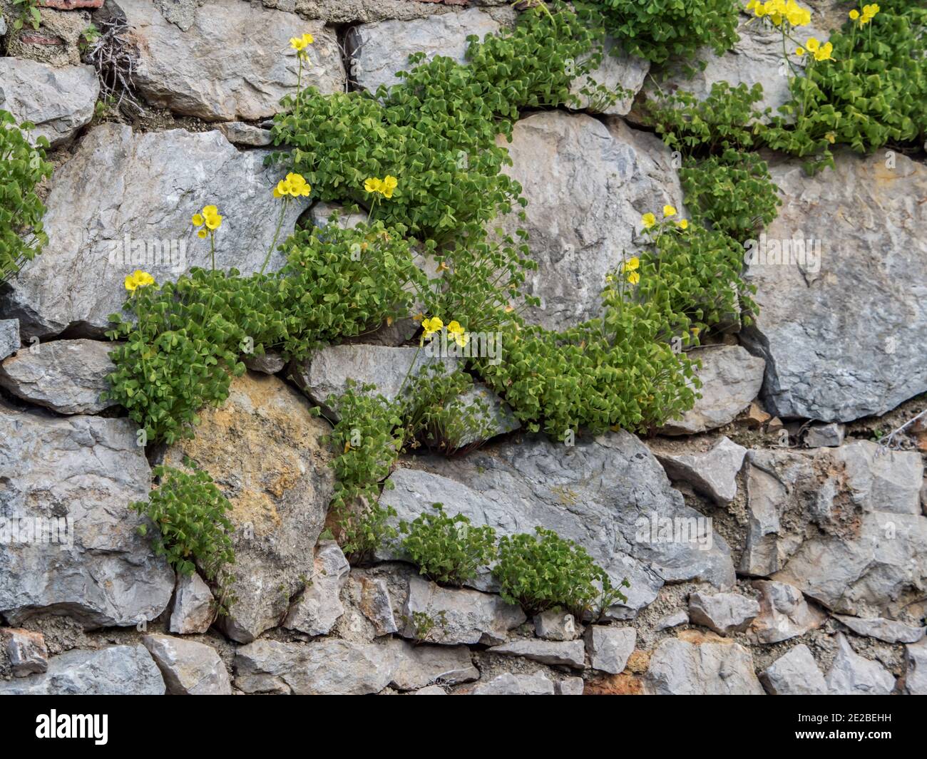 Background. Texture. The fence is made of stones of different sizes, covered with green plants Stock Photo