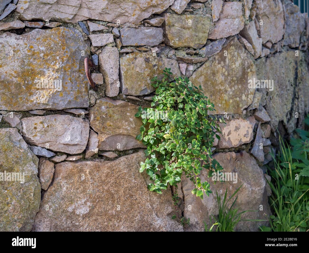 Background. Texture. The fence is made of stones of different sizes, covered with green plants Stock Photo