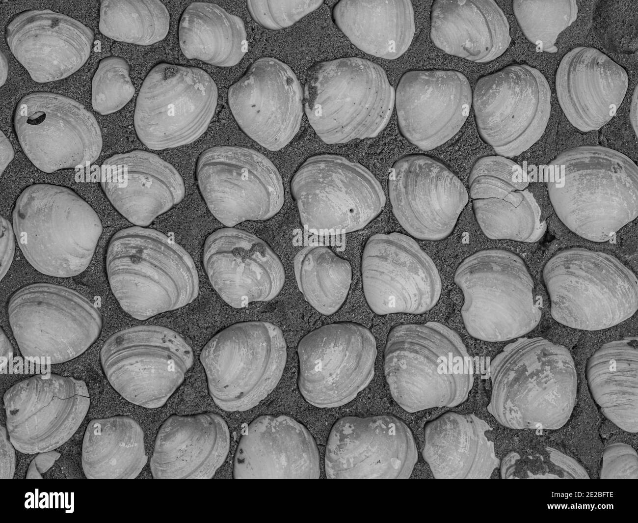 Background. Texture. Wall of a stone house lined with small shells in Senegal, West Africa. Stock Photo