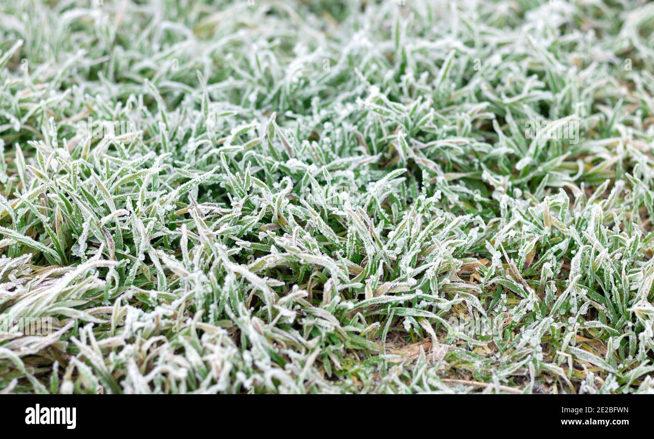Background of frost or hoar on green grass in morning Stock Photo