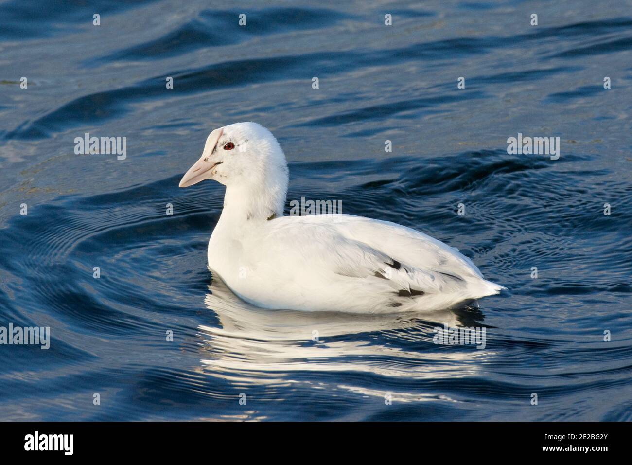 Melanin hi-res stock photography and images - Alamy