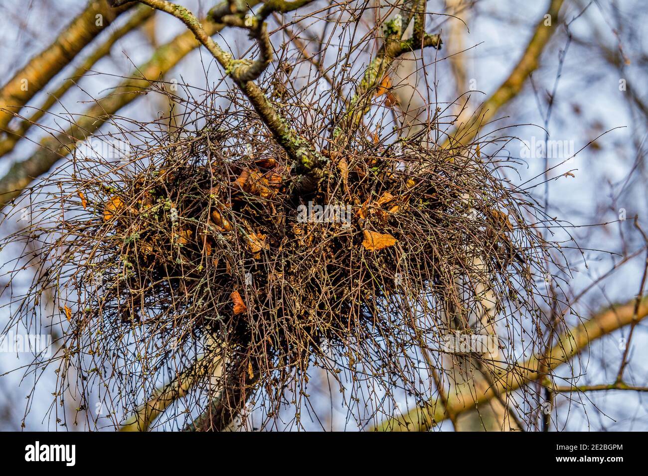 Witch Broomstick Origin