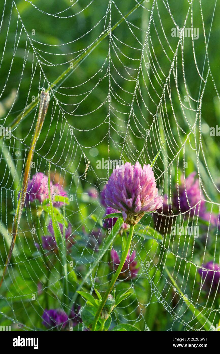 A summer morning full of small wonders. Clover in a web covered with dew Stock Photo