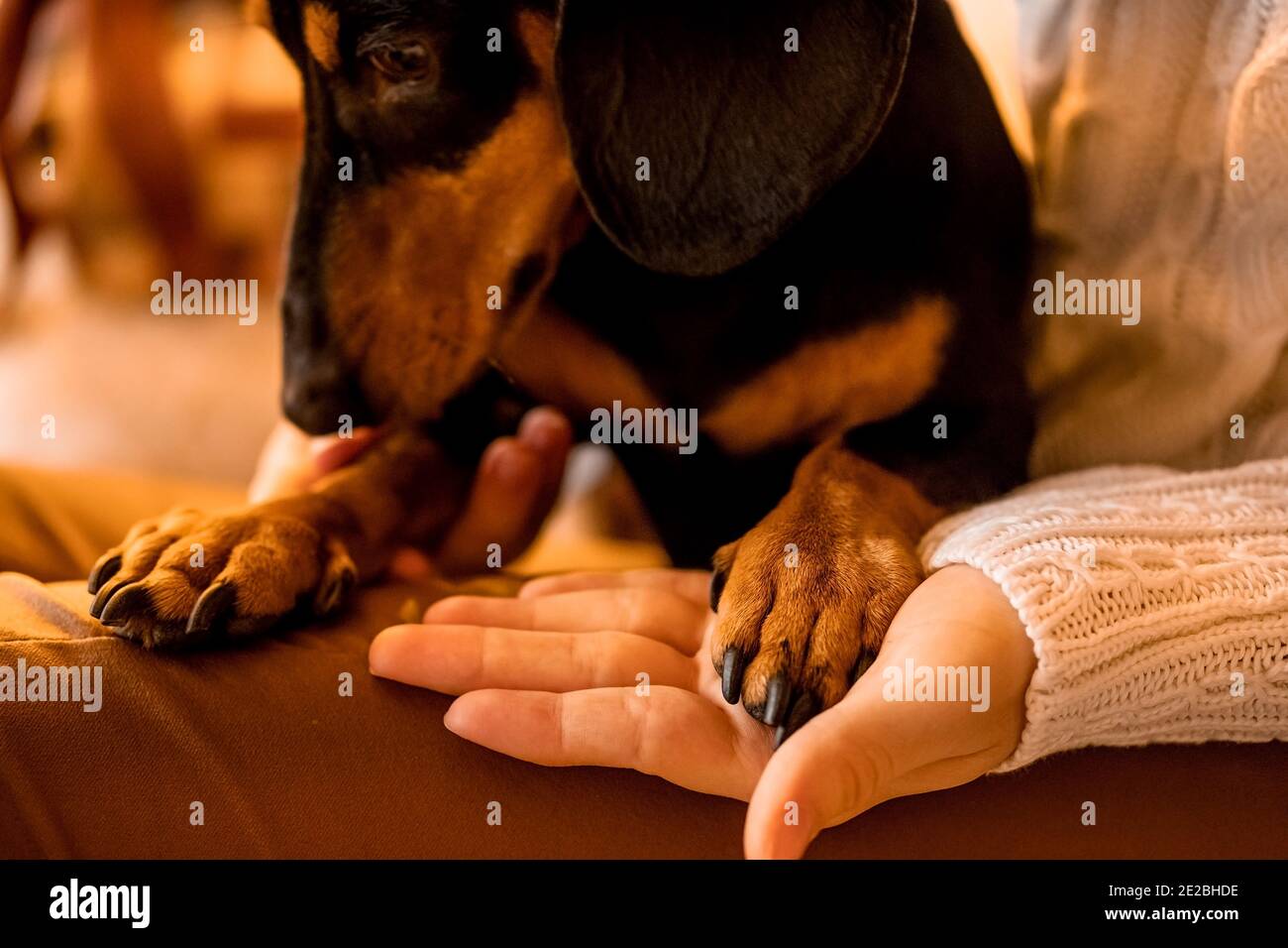 One Beautiful Curly Haired Girl Sits With A Puppy Near A Christmas Tree A New Year S Photo Session With A Pet Girl Holding A Dog Paws In Her Arms Stock Photo Alamy