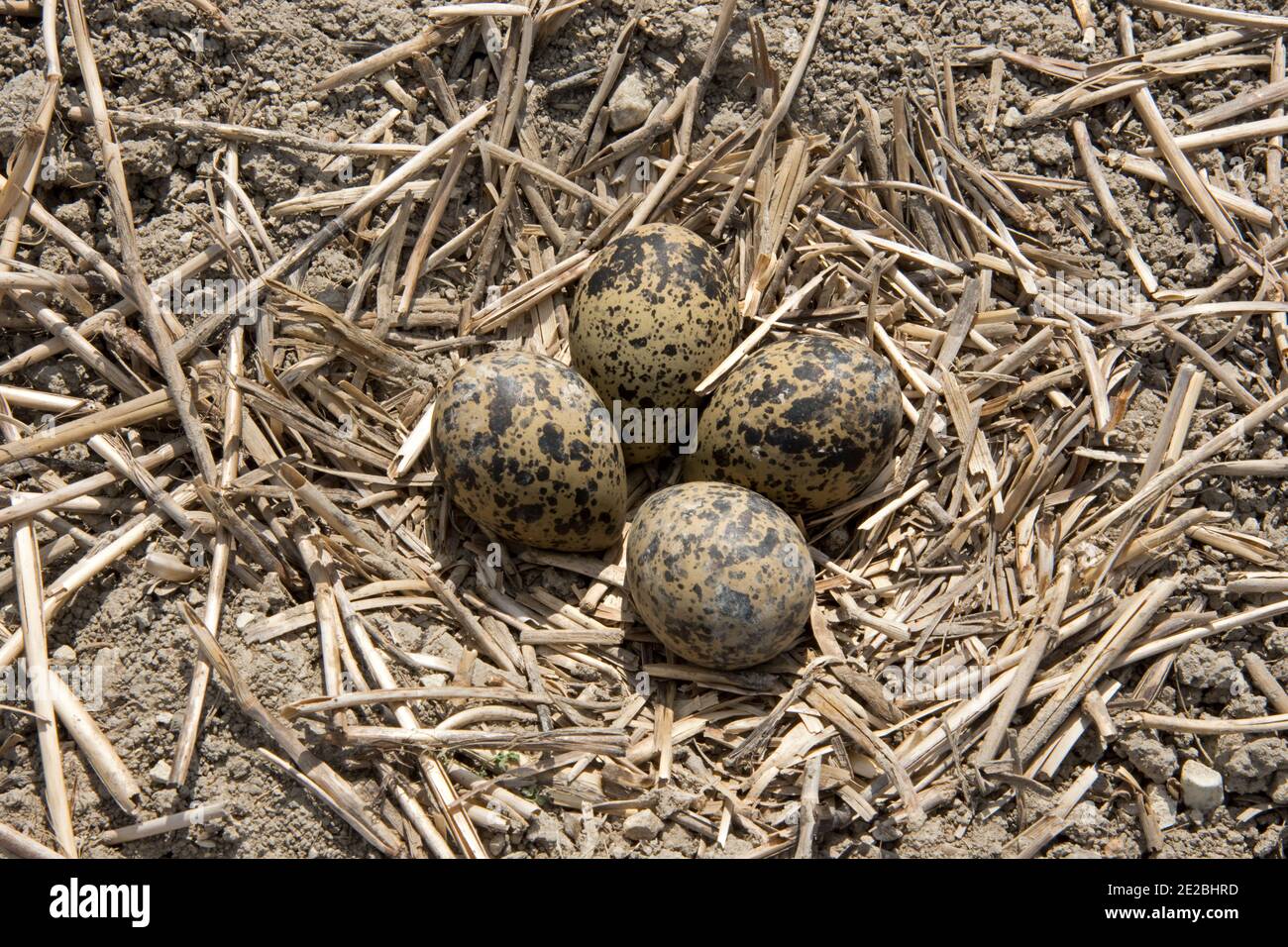 Lapwing egg hi-res stock photography and images - Alamy