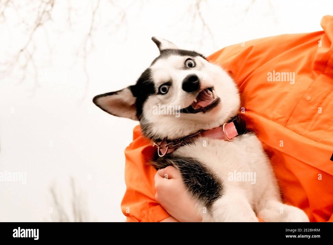 husky dog jacket