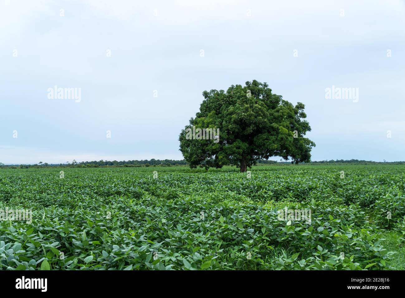 Lonely mango tree isolated in a soybean farm area in the Amazon rainforest. Soy plants. Concept