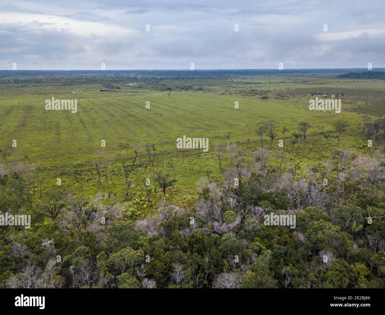 Large deforestation area of the Amazon rainforest for cattle raising. Livestock pasture farm and trees. Concept of ecology, conservation, environment. Stock Photo