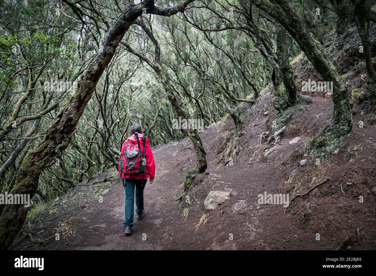 Female tourist walking in laurel forest / laurisilva / laurissilva at Macizo de Anaga on the island of Tenerife in the Canary Islands, Spain Stock Photo