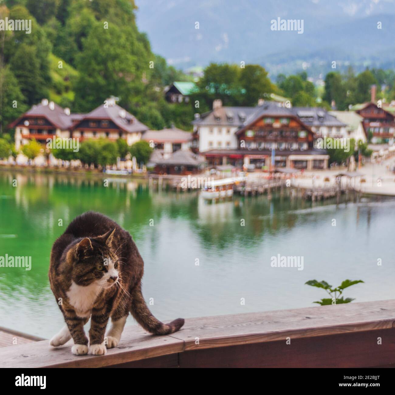 cat in front of the königssee obersee bavaria port harbor Stock Photo