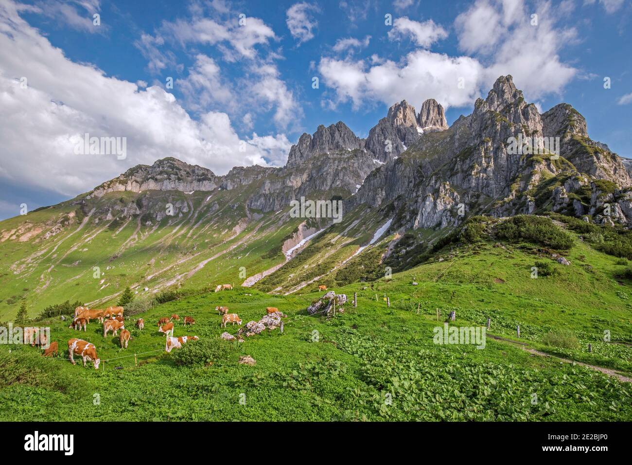 Alpine cows and the mountain Große Bischofsmütze / Bischofsmuetze, Gosaukamm range, Dachstein Mountains, Upper-Styria / Steiermark, Austria Stock Photo