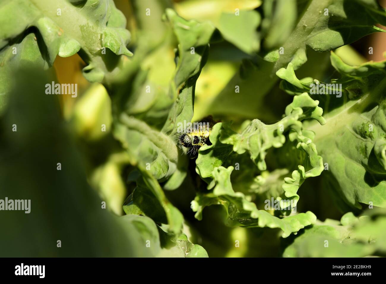 Cabbage caterpillar on a green eaten cabbage leaf - macro Stock Photo ...