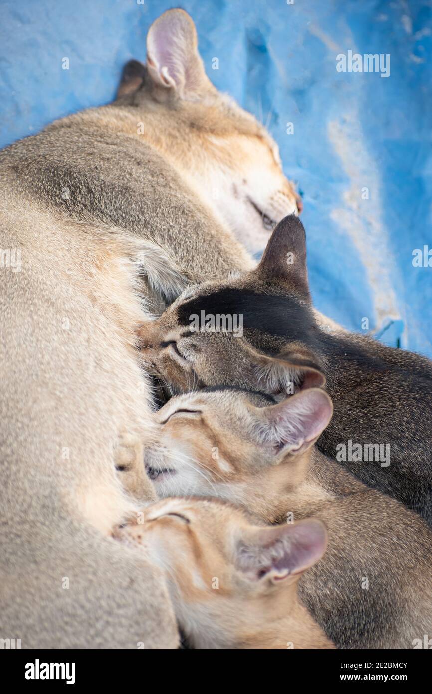 A mother cat provides milk to her 3 kitten. Stock Photo