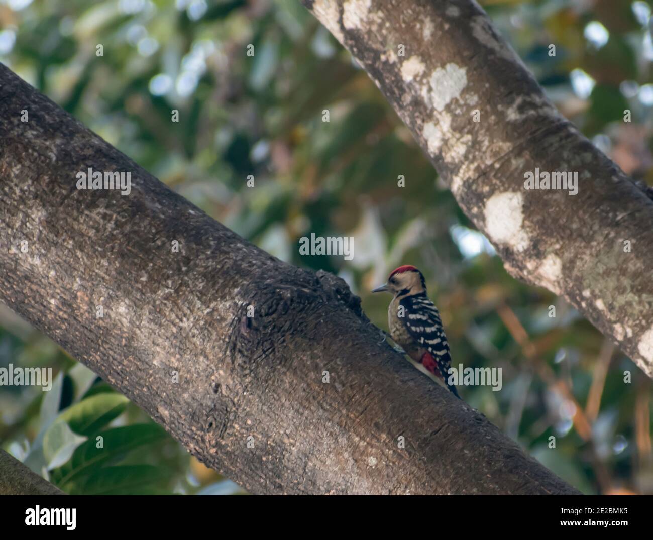 The fulvous-breasted woodpecker is a species of bird in the family Picidae. Stock Photo