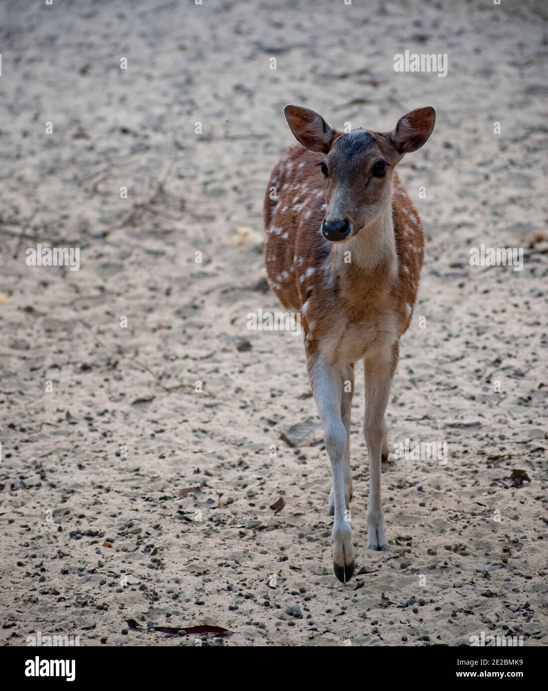 The chital, also known as spotted deer, chital deer, and axis deer, is