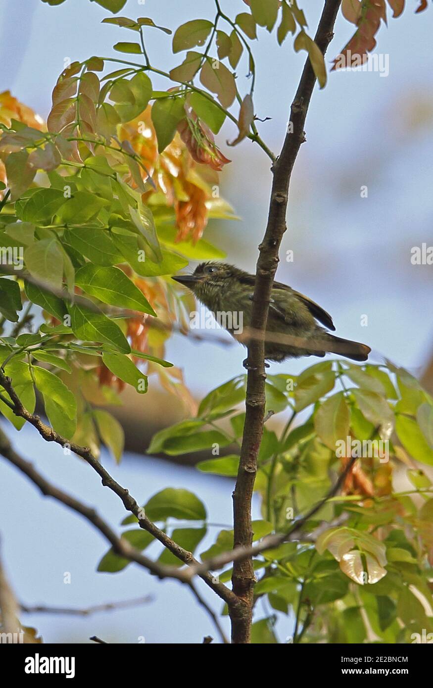 Little Grey Greenbul (Andropadus gracilis extremus) adult perched on branch  Atewa, Ghana                     February Stock Photo