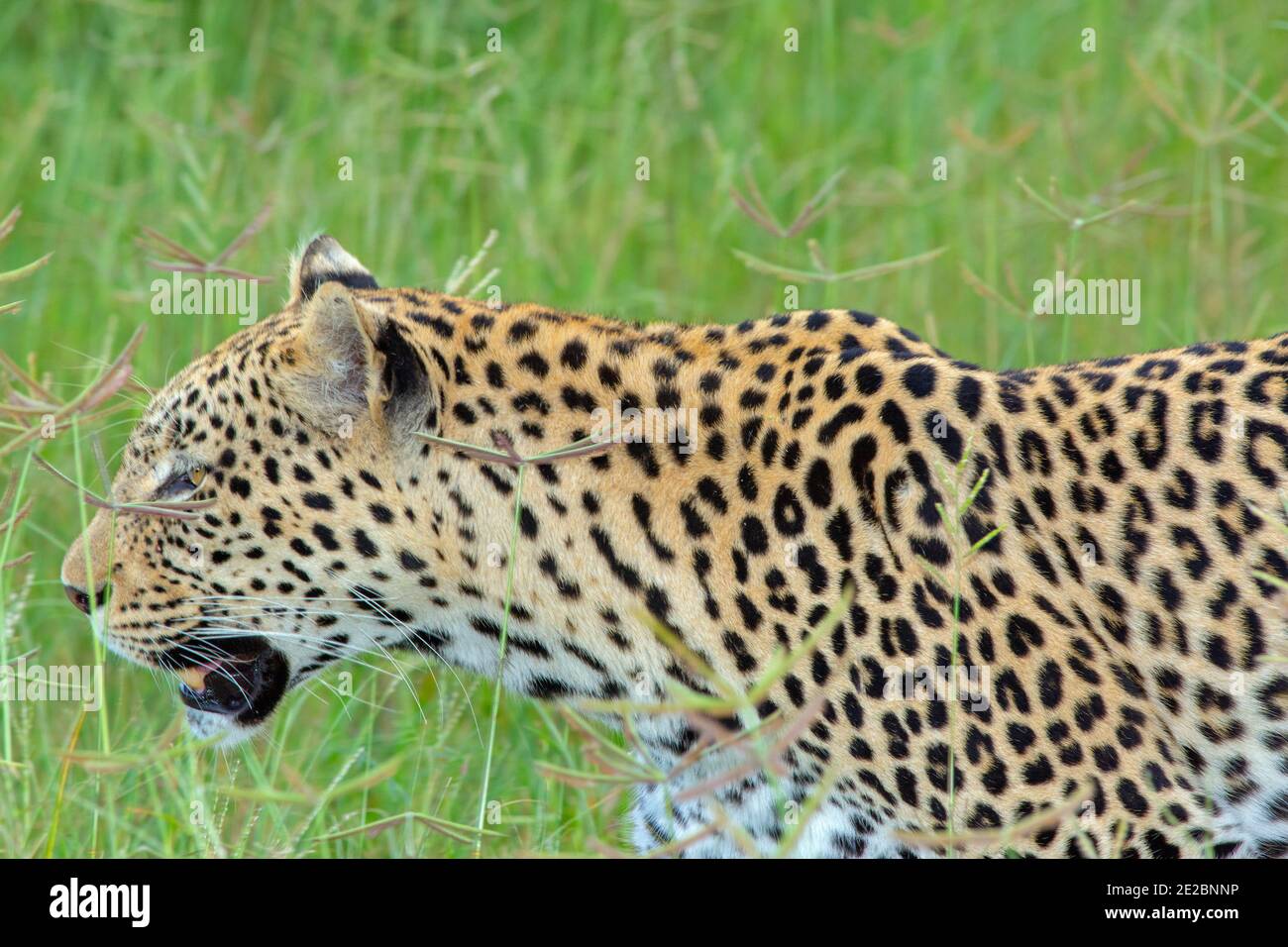Leopard (Panthera pardus). Single animal, on the move, walking confidently,  through grassland, savanna. Head held to height of panicle seeding grass. Stock Photo