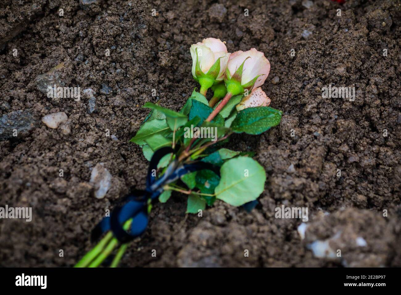Details with white roses on a fresh grave dirt, during a cold winter day  Stock Photo - Alamy