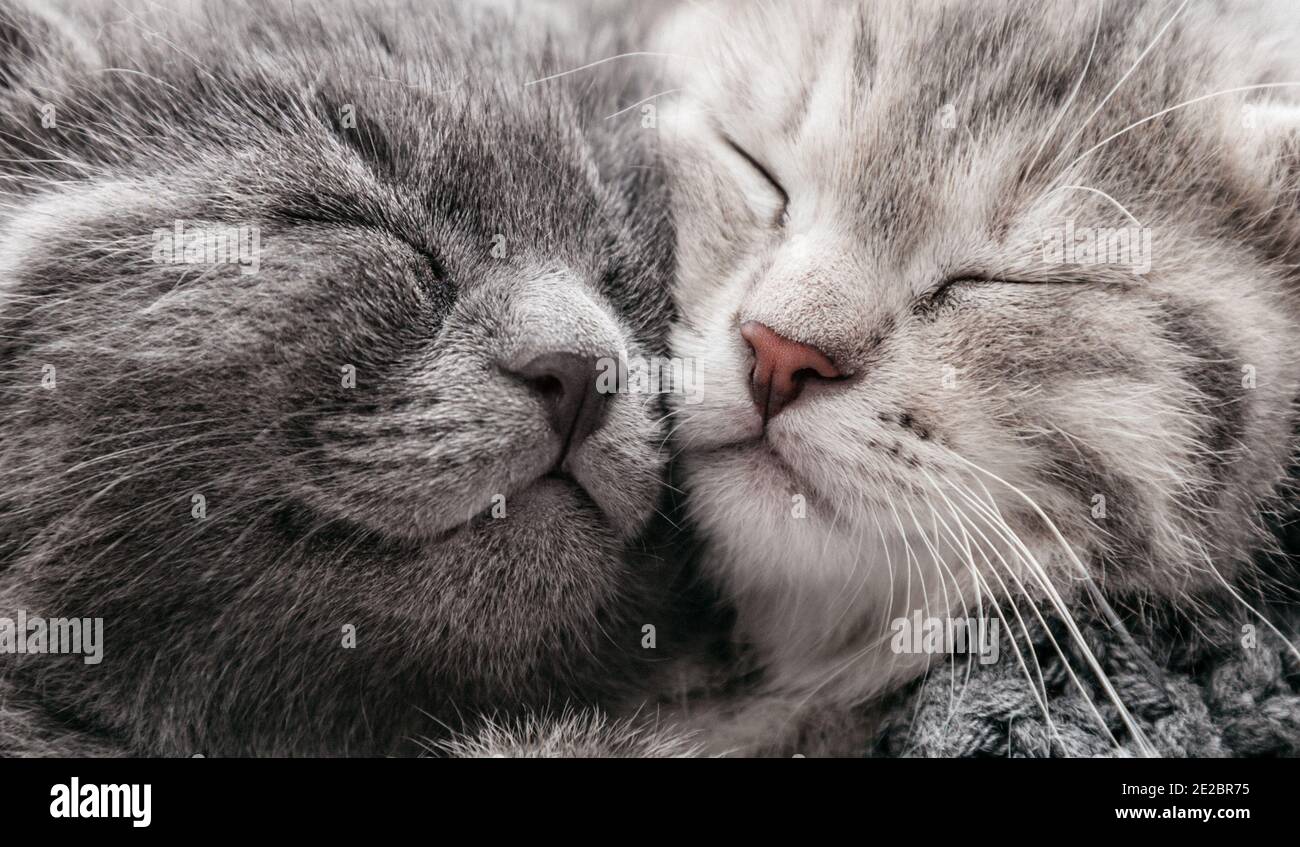 Couple happy kittens sleep relax together. Kitten family in love. Adorable kitty noses for Valentine s Day.Long web banner close up. Cozy home animal Stock Photo